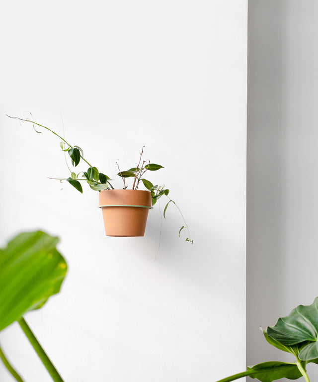 PLANTY ring wall planter Green Edition – Result Objects – Pflanzenring für die Wand Edition Grün