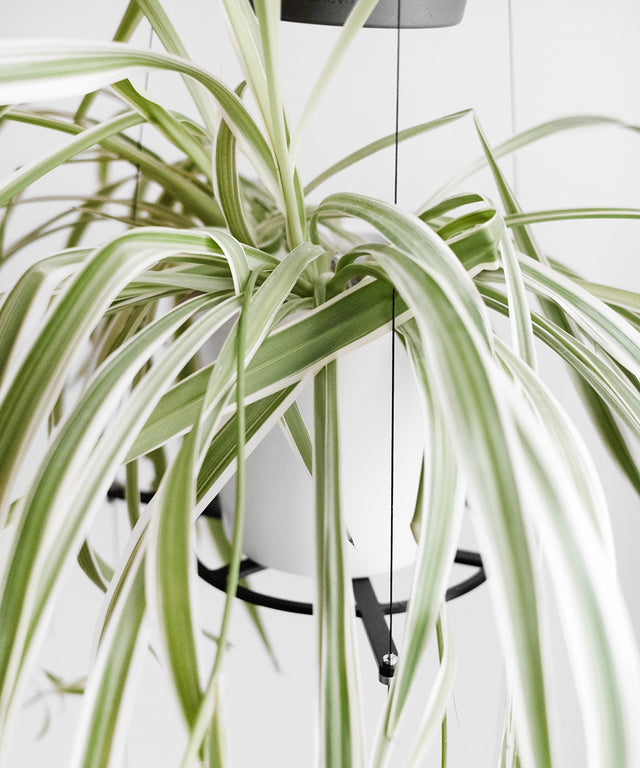 ORBIT plant hanger platform – Result Objects – ORBIT Pflanzenampel Blumenampel Plattform